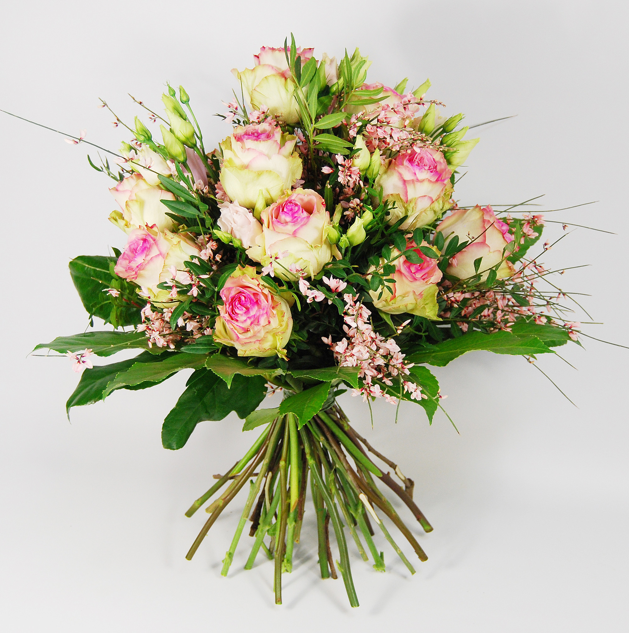 Rosa Frühling