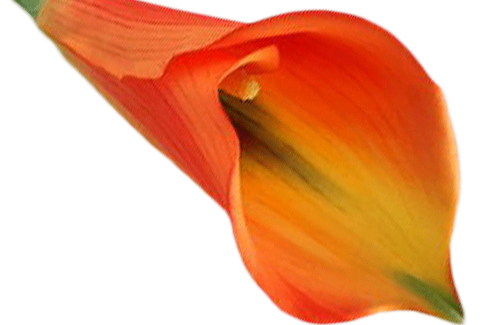 Cala